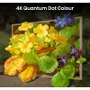 Hisense 55 inch S7NQTUK Canvas TV with Freely & ArtMode