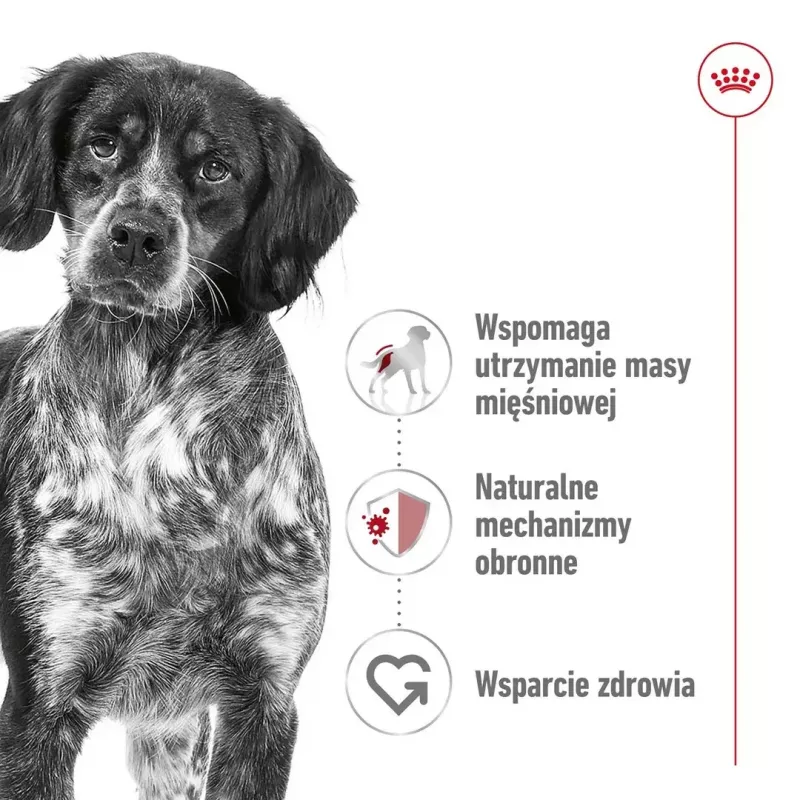 Royal Canin SHN Medium Adult dry dog food, 4 kg