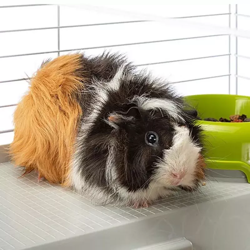Cage FERPLAST Casita 80 for guinea pigs 780×480×500 mm, metal and plastic, grey/black-white