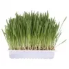 Trixie Cat Grass Bag 4236, 100 g