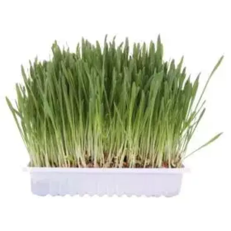 Trixie Cat Grass Bag 4236, 100 g