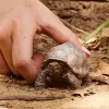 Figure, Schleich, WILD LIFE Giant tortoise