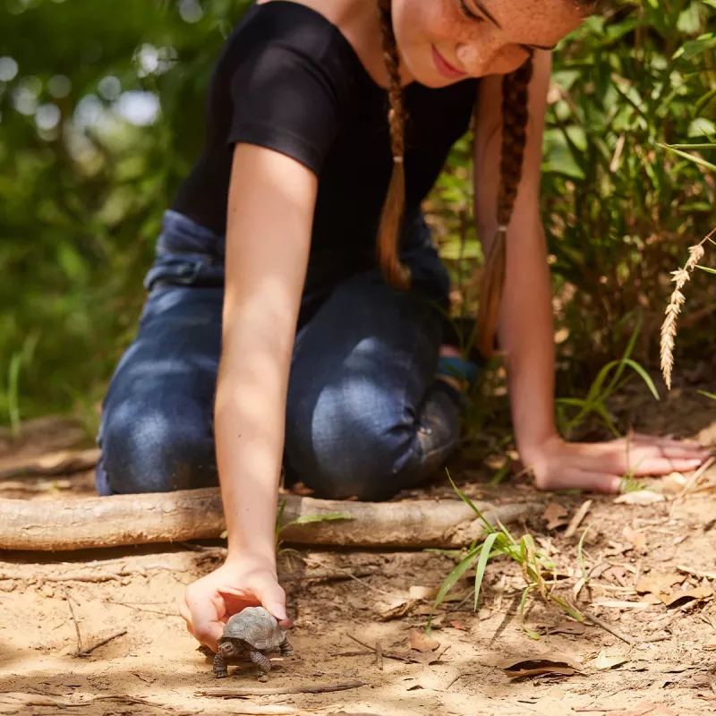 Figure, Schleich, WILD LIFE Giant tortoise