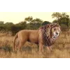 Schleich WILD LIFE Lion roaring Multicolour Plastic 3+ years