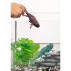 schleich WILD LIFE Chameleon, 3 yr(s), Forest, Safari, Wild animals / adventure toys, Multicolour, Plastic