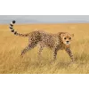 Figure Schleich WILD LIFE Cheetah female 14746