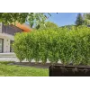 Drip irrigation system Gardena 13501-20 hose length 50 m black