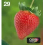 Epson Strawberry Multipack 4-colours 29 EasyMail, Standard Yield, Black, Cyan, Magenta, Yellow, 5.3 ml, 3.2 ml, 1 pc(s), Multi pack