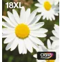 Epson Daisy Multipack 4-colours 18XL EasyMail, High (XL) Yield, Black, Cyan, Magenta, Yellow, 11.5 ml, 6.6 ml, 1 pc(s), Multi pack