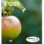Epson Apple Multipack 4-colours T129 EasyMail, Black, Cyan, Magenta, Yellow, 11.2 ml, 7 ml, 1 pc(s), Multi pack