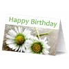 Greeting/Sympathy Card Sigel DP671