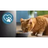 Automatic pet feeder Philips 5000 series PAW5320/02 with camera, 4.5 L food and water capacity, plastic housing, indoor use