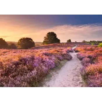 Jigsaw Puzzle Ravensburger Pink Pathway Netherlands, 1000 pieces, 700×? mm, 2 mm thick