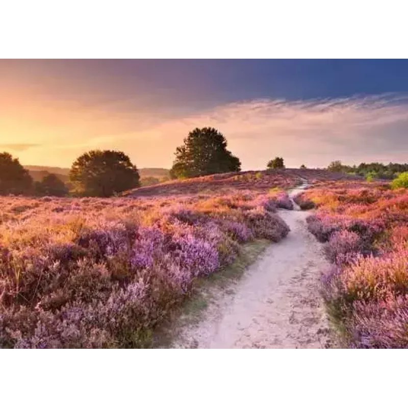 Jigsaw Puzzle Ravensburger Pink Pathway Netherlands, 1000 pieces, 700×? mm, 2 mm thick