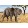 schleich WILD LIFE African elephant, female, 3 yr(s), Safari, Wild animals / adventure toys, Multicolour, Plastic, 1 pc(s)