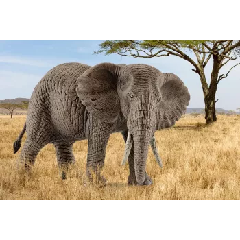 schleich WILD LIFE African elephant, female, 3 yr(s), Safari, Wild animals / adventure toys, Multicolour, Plastic, 1 pc(s)