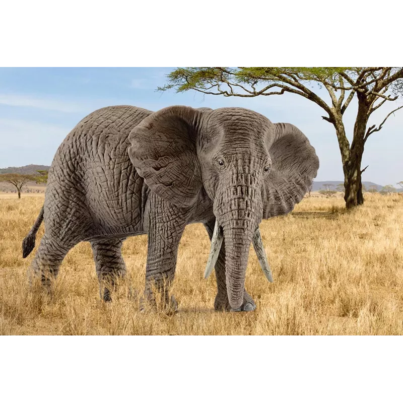 schleich WILD LIFE African elephant, female, 3 yr(s), Safari, Wild animals / adventure toys, Multicolour, Plastic, 1 pc(s)