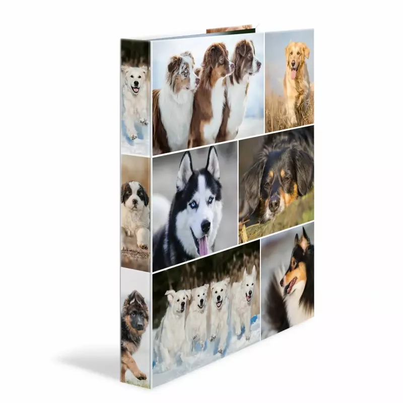 Ring binder HERMA 19427 A4 Multicolour