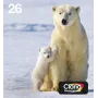 Epson Polar bear Multipack 4-colours 26 EasyMail, Standard Yield, Black, Cyan, Magenta, Yellow, Pigment-based ink, Dye-based ink, 6.2 ml, 4.5 ml