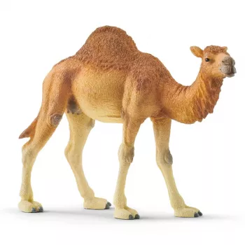 schleich WILD LIFE Dromedary. Recommended age (min): 3 yr(s), Product colour: Multicolour, Material: Plastic. Number of products included: 1 pc(s)