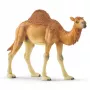 schleich WILD LIFE Dromedary. Recommended age (min): 3 yr(s), Product colour: Multicolour, Material: Plastic. Number of products included: 1 pc(s)