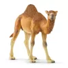 schleich WILD LIFE Dromedary. Recommended age (min): 3 yr(s), Product colour: Multicolour, Material: Plastic. Number of products included: 1 pc(s)