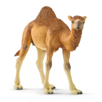 schleich WILD LIFE Dromedary. Recommended age (min): 3 yr(s), Product colour: Multicolour, Material: Plastic. Number of products included: 1 pc(s)