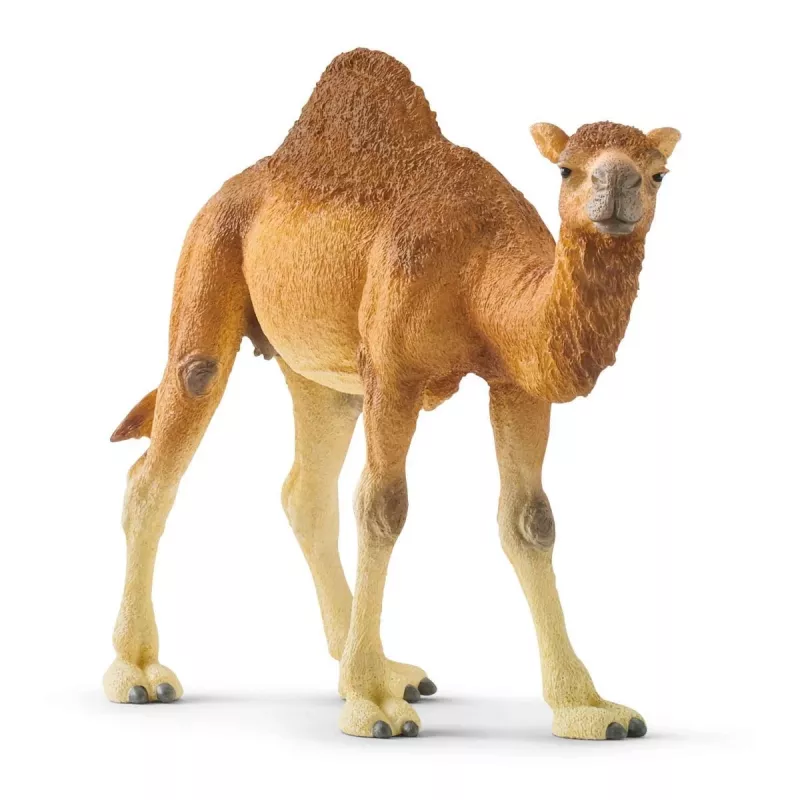 schleich WILD LIFE Dromedary. Recommended age (min): 3 yr(s), Product colour: Multicolour, Material: Plastic. Number of products included: 1 pc(s)