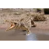 schleich WILD LIFE Crocodile, 3 yr(s), Safari, Wild animals / adventure toys, Multicolour, Plastic, 1 pc(s)