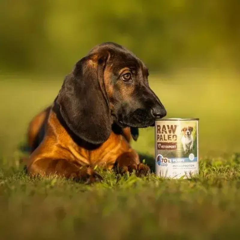 Wet puppy food VETEXPERT RAW PALEO Puppy Monoprotein Cod 400 g, grain-free, for juniors, can