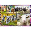 Jigsaw Puzzle TREFL Funny — 4 x 250 pieces, children's themed set