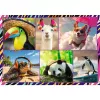Jigsaw Puzzle TREFL Funny — 4 x 250 pieces, children's themed set