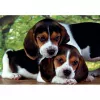 Clementoni High Quality Collection Close Together Jigsaw puzzle 500 pc(s) Animals