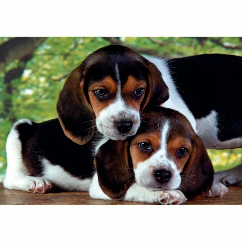 Clementoni High Quality Collection Close Together Jigsaw puzzle 500 pc(s) Animals