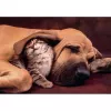 Clementoni High Quality Collection 35583 puzzle Jigsaw puzzle 500 pc(s) Animals