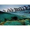 Clementoni Penguins Jigsaw puzzle 1000 pc(s) Animals