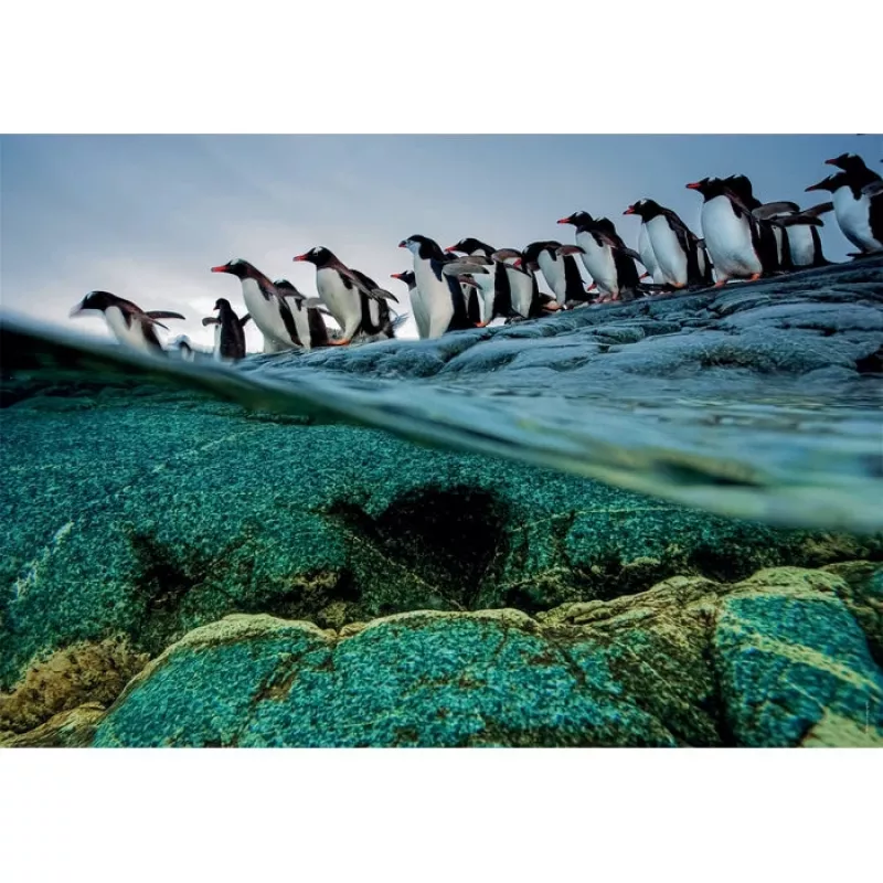 Clementoni Penguins Jigsaw puzzle 1000 pc(s) Animals
