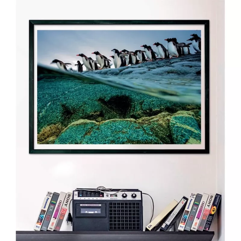 Clementoni Penguins Jigsaw puzzle 1000 pc(s) Animals
