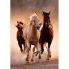 Clementoni Running Horses Jigsaw puzzle 1000 pc(s) Animals