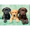 Clementoni High Quality Collection 39946 puzzle Jigsaw puzzle 1000 pc(s) Animals