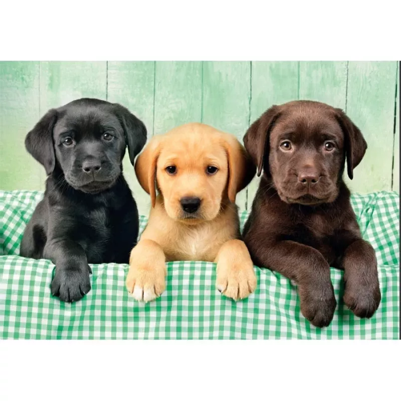 Clementoni High Quality Collection 39946 puzzle Jigsaw puzzle 1000 pc(s) Animals