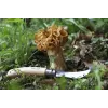 Opinel No. 08 Mushroom foldable knife w. Brush