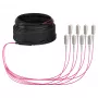 EFB Trunk Cable U-DQ(ZN)BH OM4 8G (1x8) SC-SC 40m Dca LSZH