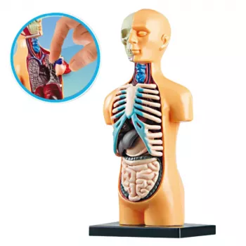 LEAN TOYS Educational Anatomical Model Human Body Organs 32-Piece 4D Vision Series