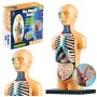 LEAN TOYS Educational Anatomical Model Human Body Organs 32-Piece 4D Vision Series