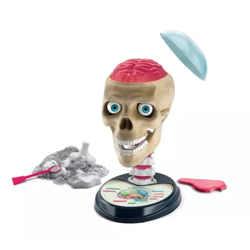 Clementoni Scientific Fun Crazy Anatomy Kit - Polish Language - 50697