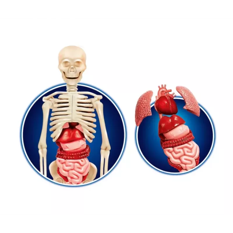 Science Fun Human Body Polish Language Clementoni 60249