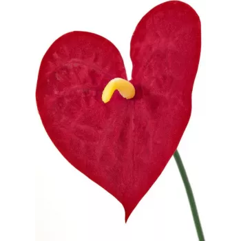 EUROPALMS Artificial Anthurium, 70 cm 82530164