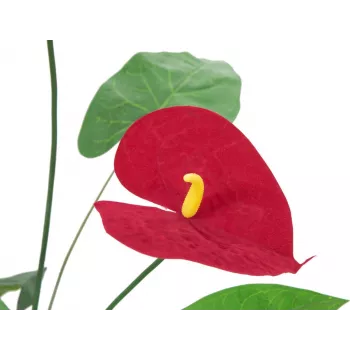 EUROPALMS Artificial Anthurium, 70 cm 82530164