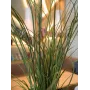EUROPALMS Artificial Reed Grass, 145cm, Green/Brown, Pre-Potted 82600229